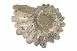 Bumpy Ammonite (Douvilleiceras) Fossil - Madagascar #205031-1